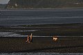 DSC_9223.JPG