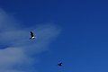 DSC_7919.JPG