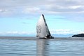 DSC_0708.JPG